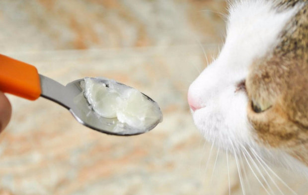 Какие лучше витамины для кошек