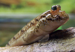 Илистый прыгун