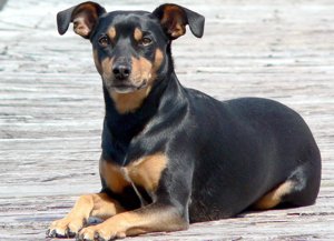 Манчестерский терьер Манчестерский терьер