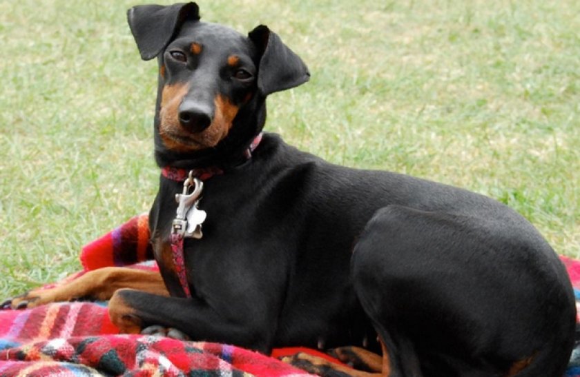 Манчестерский терьер Манчестерский терьер