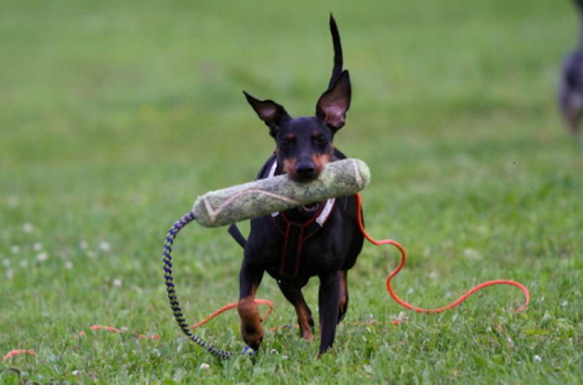 Дрессировка Дрессировка