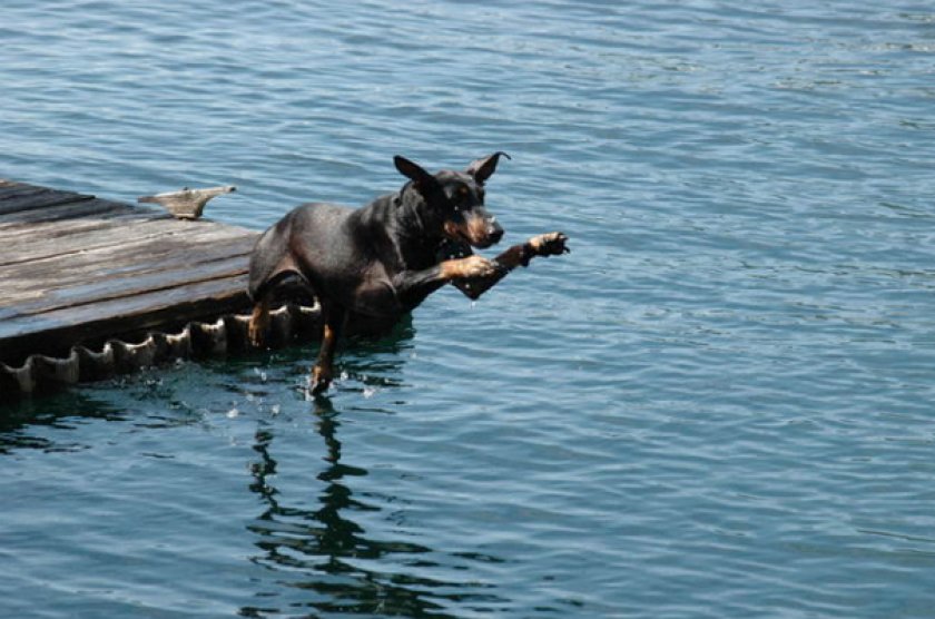 Манчестер-терьер Манчестер-терьер