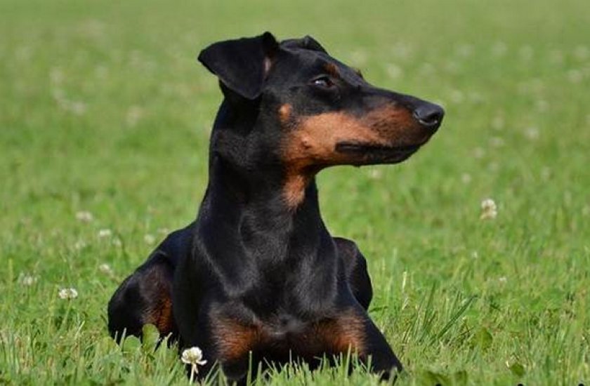 Манчестер-терьер Манчестер-терьер