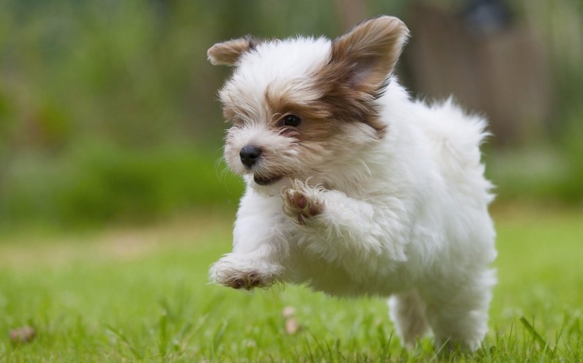 Гаванский бишон