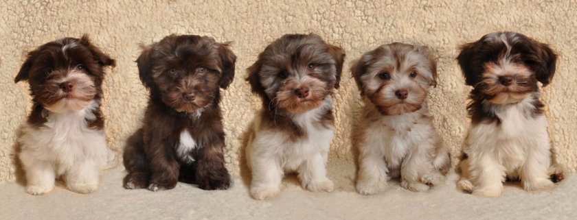 Гаванский бишон Гаванский бишон