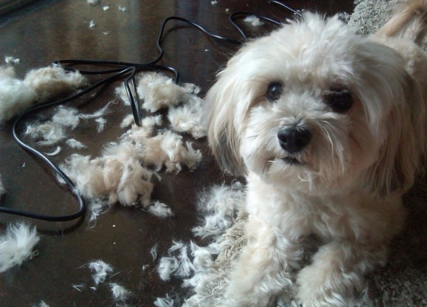 Гаванский бишон