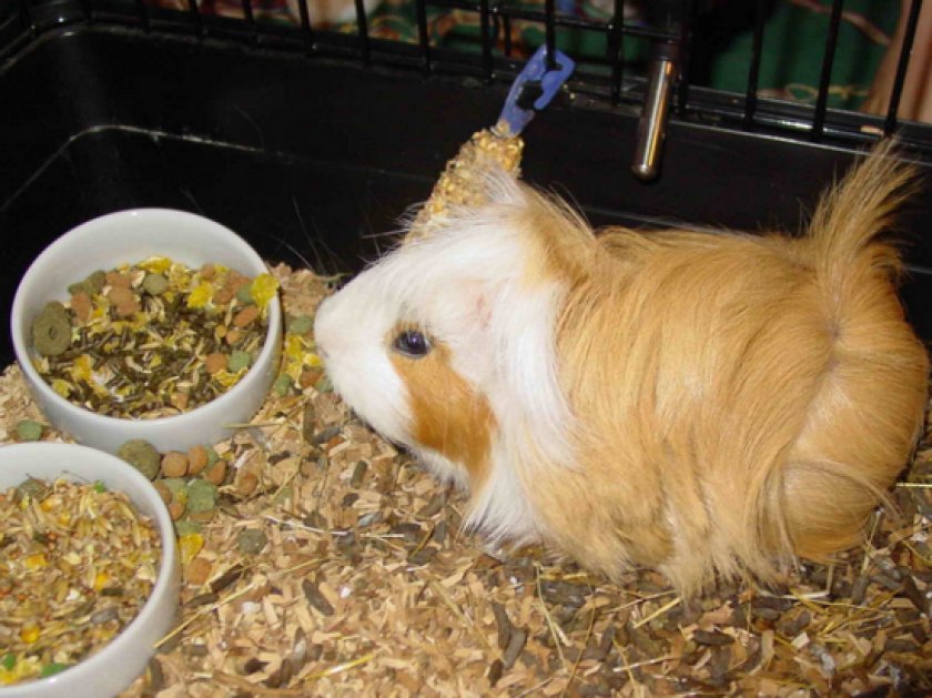 питания морских свинок