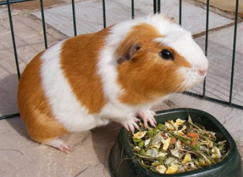 питания морских свинок питания морских свинок