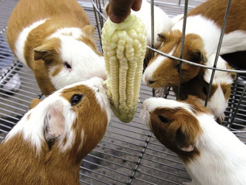 питания морских свинок питания морских свинок