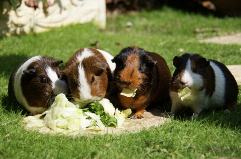 питания морских свинок питания морских свинок