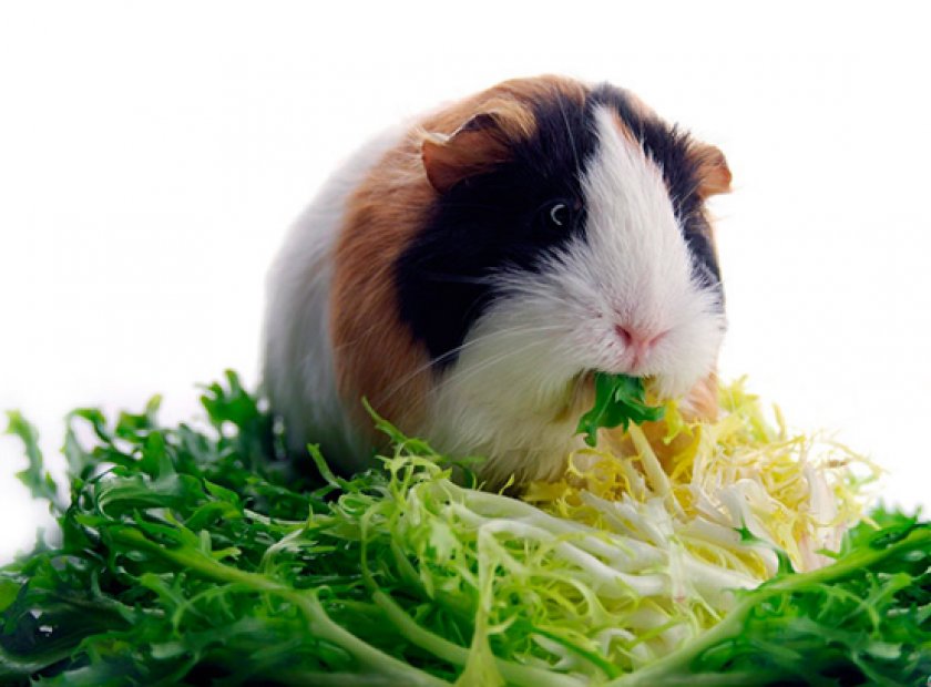 питания морских свинок