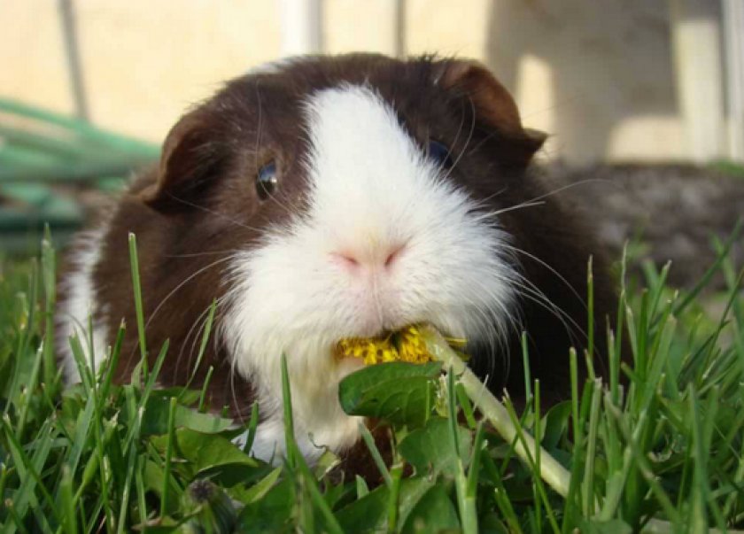 питания морских свинок питания морских свинок