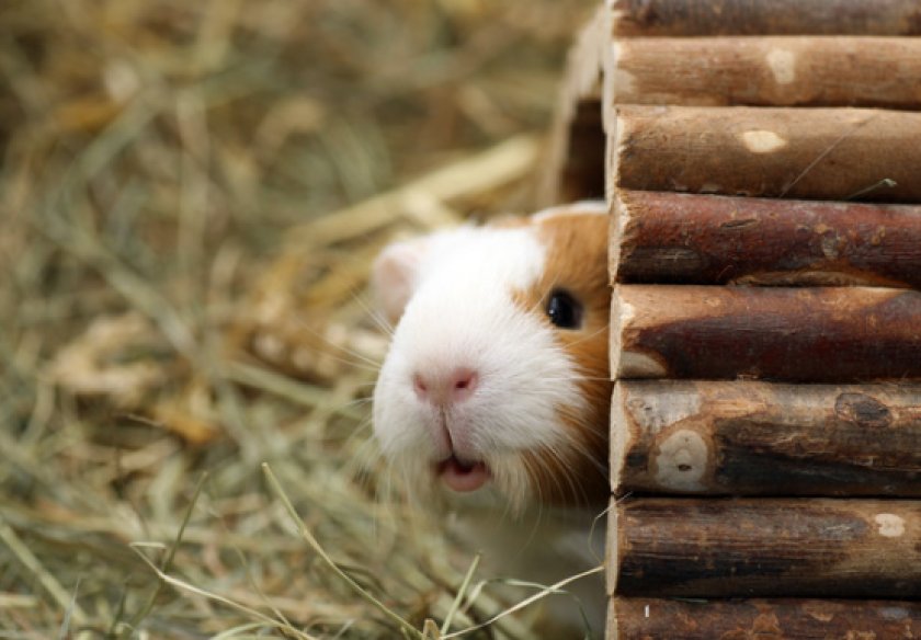 питания морских свинок питания морских свинок