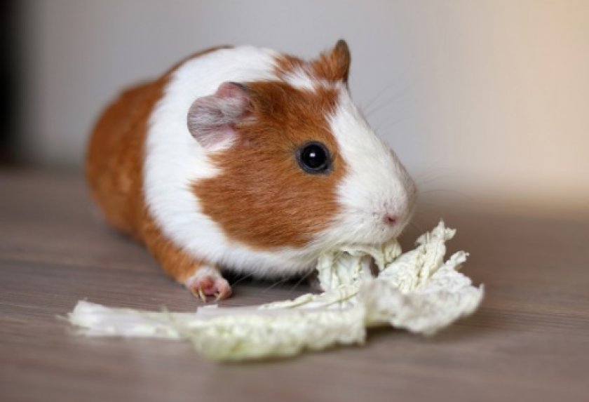 питания морских свинок питания морских свинок