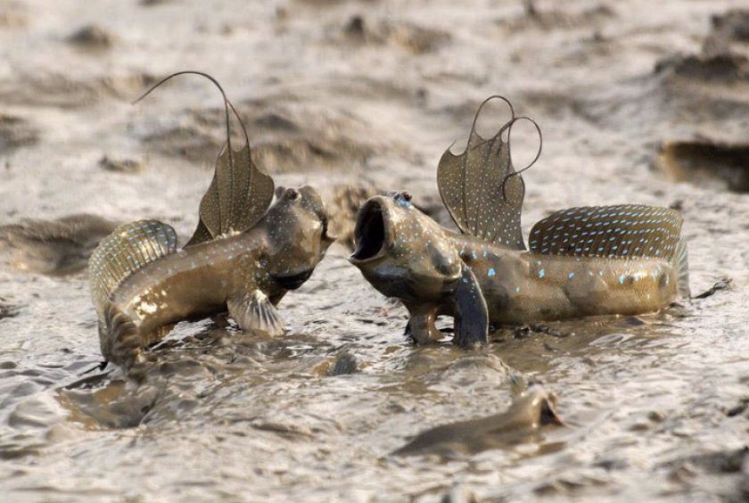 Рыба илистый прыгун