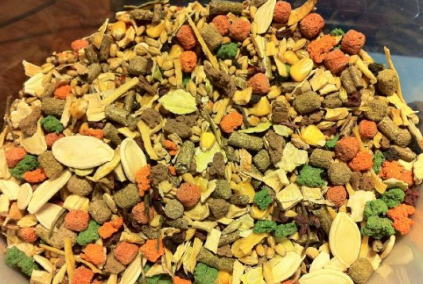 питания морских свинок питания морских свинок