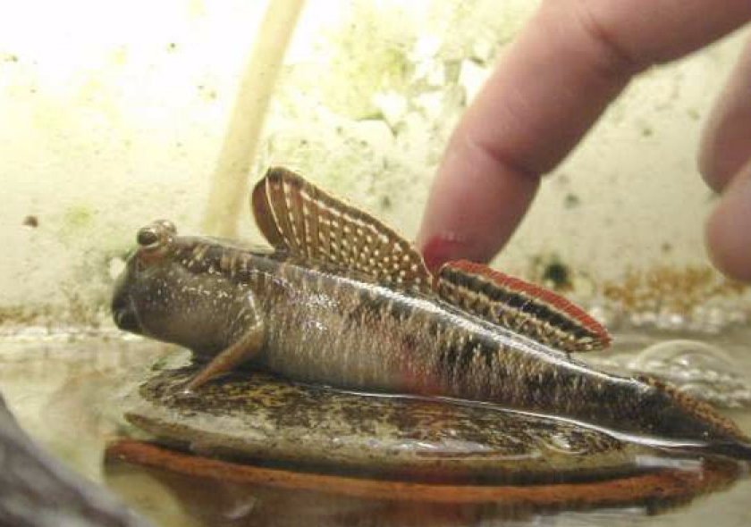 Илистый прыгун