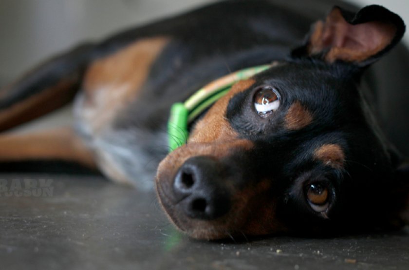 Манчестер-терьер Манчестер-терьер