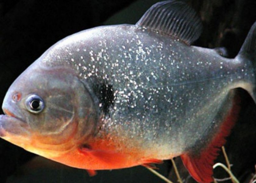 Ромбовидная пиранья Ромбовидная пиранья