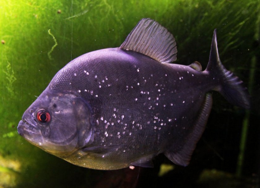 Ромбовидная пиранья Ромбовидная пиранья