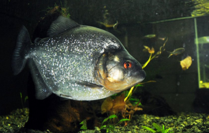 Ромбовидная пиранья Ромбовидная пиранья