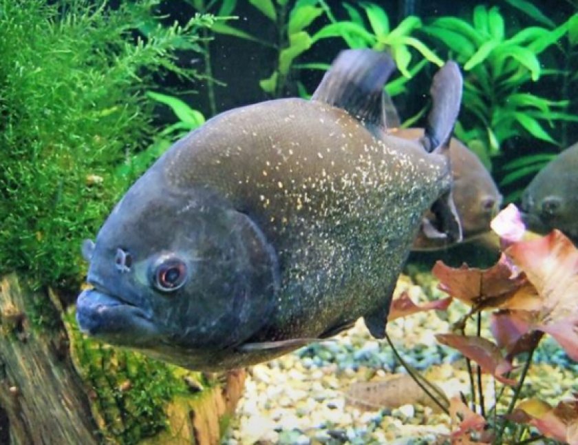 Ромбовидная пиранья Ромбовидная пиранья