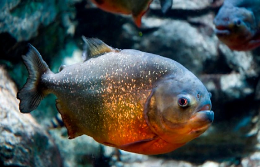 Ромбовидная пиранья Ромбовидная пиранья