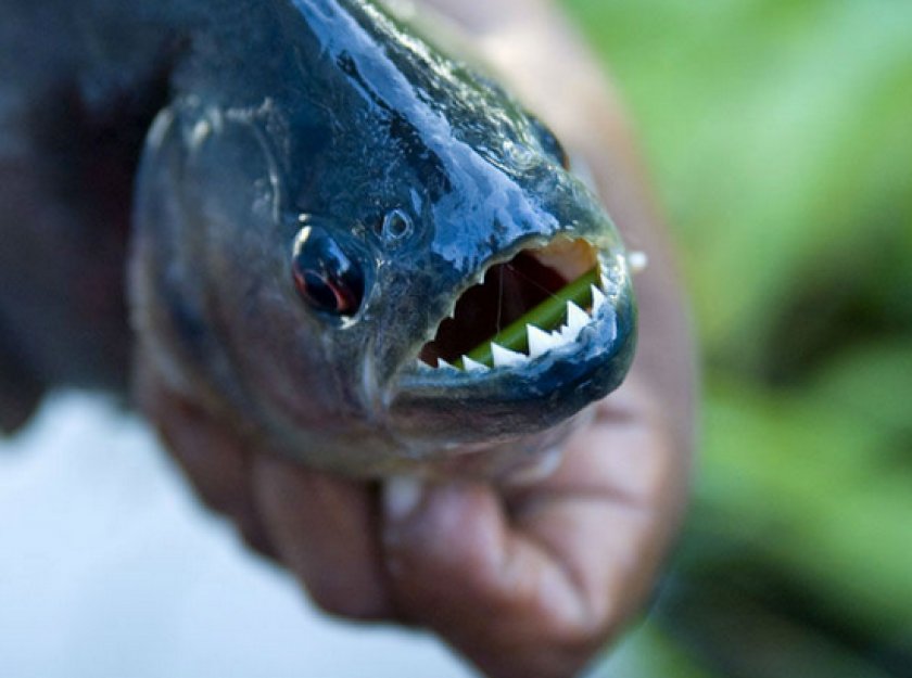 Ромбовидная пиранья Ромбовидная пиранья