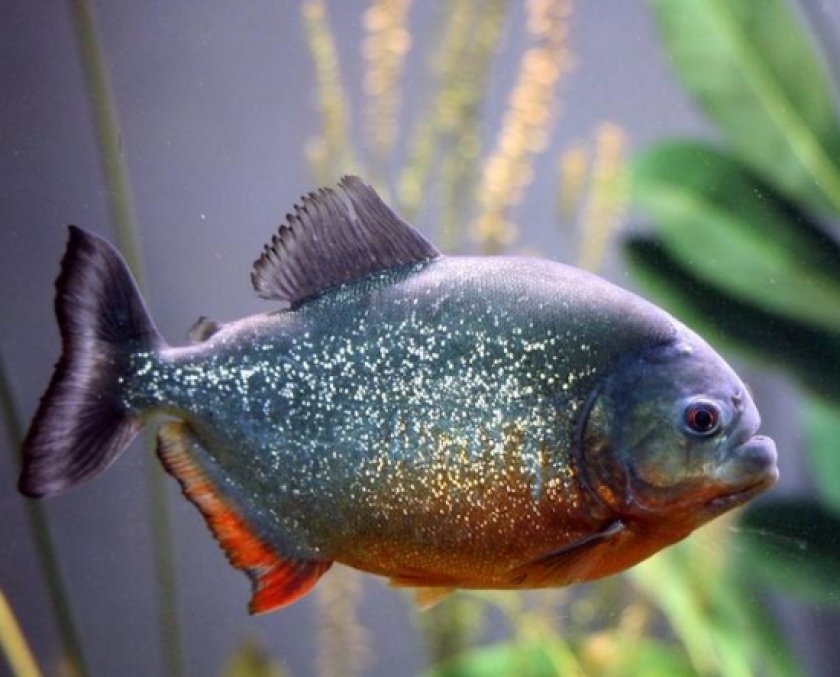 Ромбовидная пиранья Ромбовидная пиранья