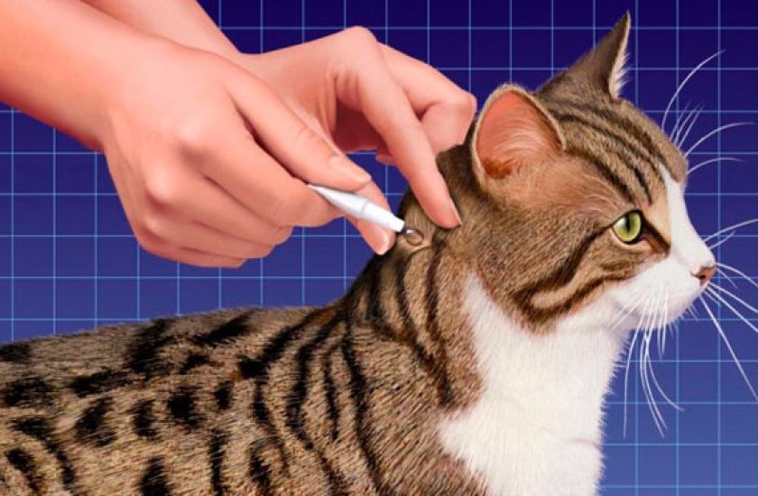 Применение препарата