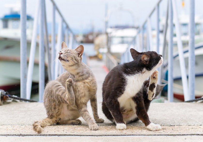 Блохи у котов