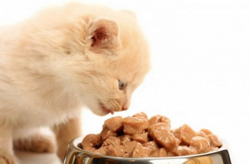 Кошка кушает вискас Кошка кушает вискас