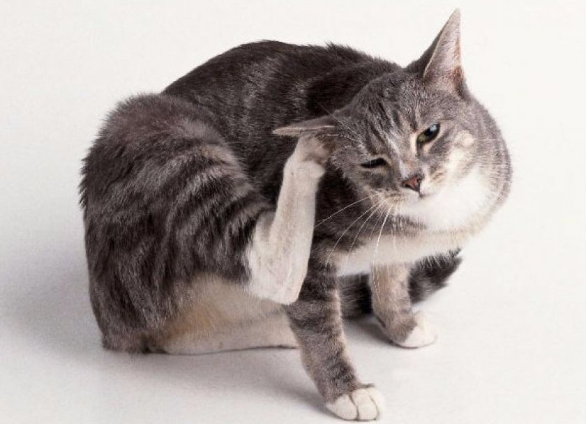 Кот чешется