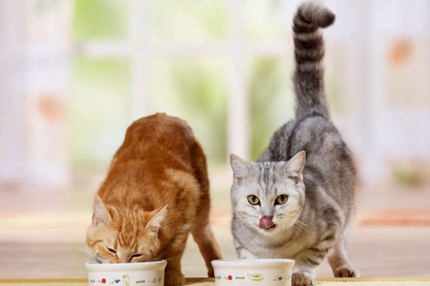 Кошки кушают Кошки кушают