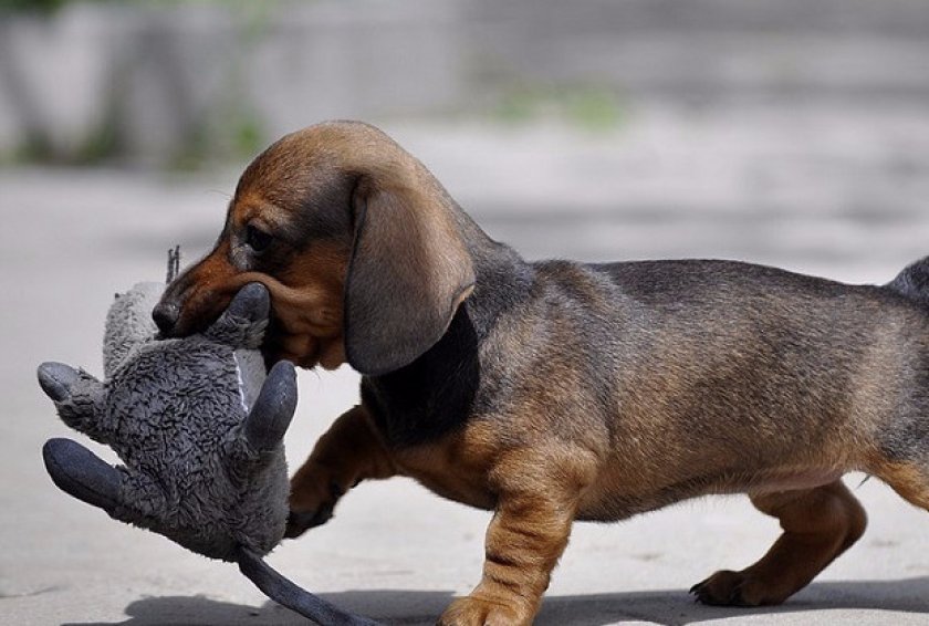 Прогулки Прогулки