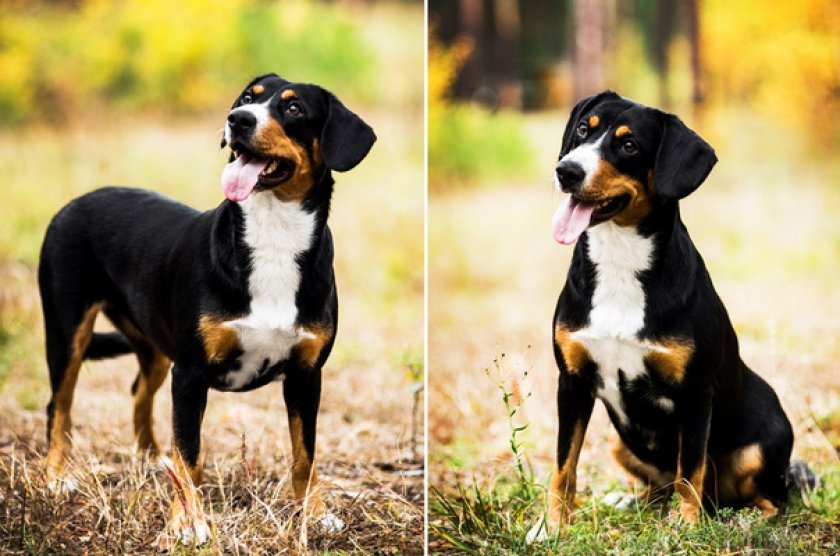 Энтлебухер зенненхунд Энтлебухер зенненхунд