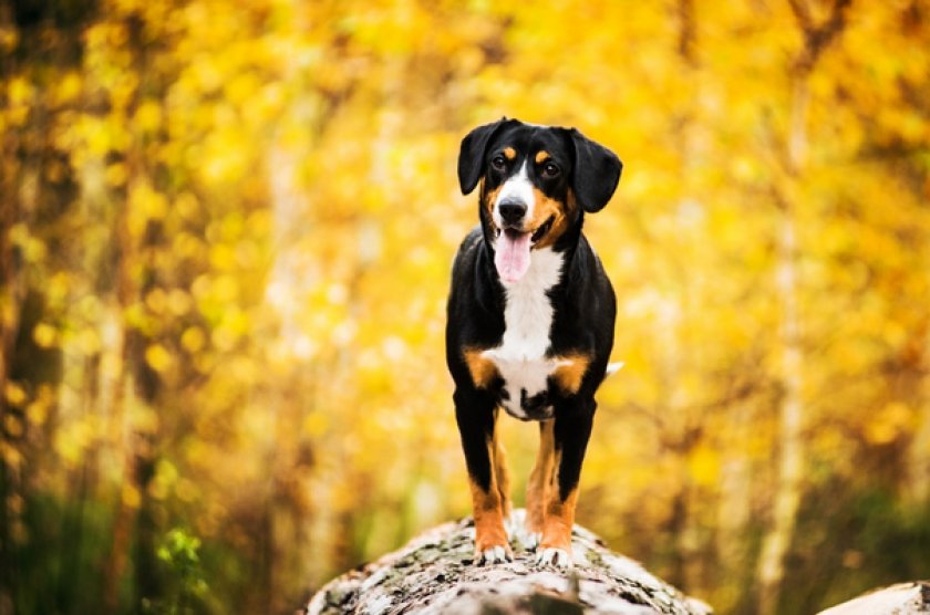 Энтлебухер зенненхунд