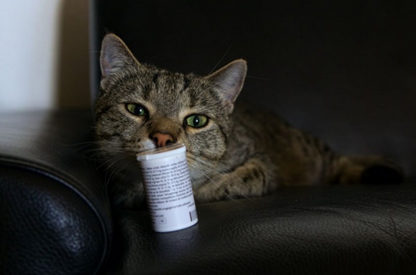 Медикаменты от глистов Медикаменты от глистов