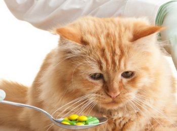 Описание и характеристика таблеток от глистов для кошек (список)