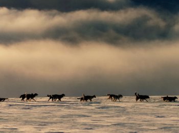 Верные друзья и средство передвижения: описание и фото ездовых пород собак