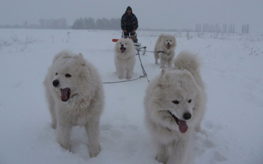 Самоеды