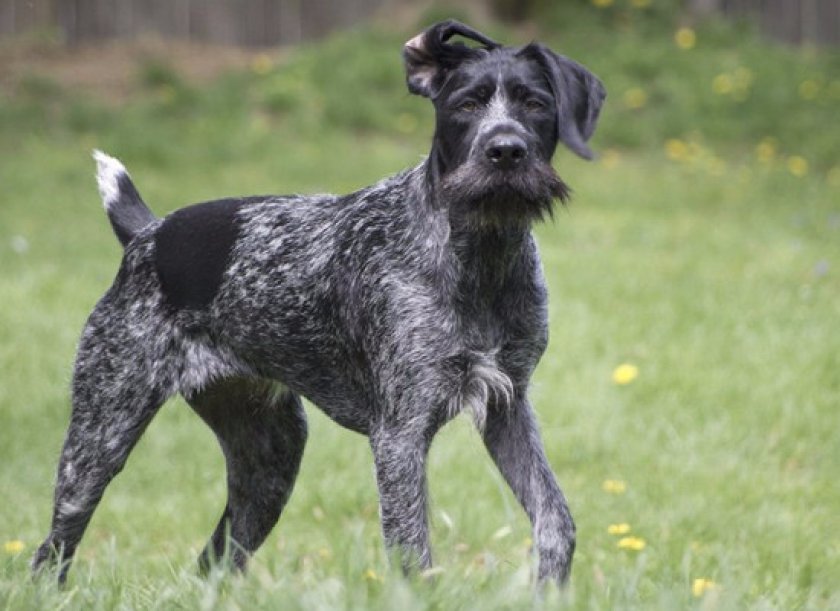 Дратхаар Дратхаар