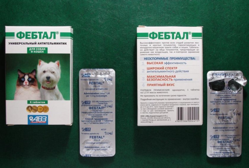 Фебтал Фебтал