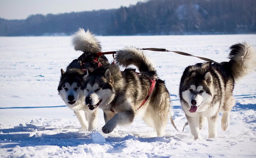 Аляскинский маламут