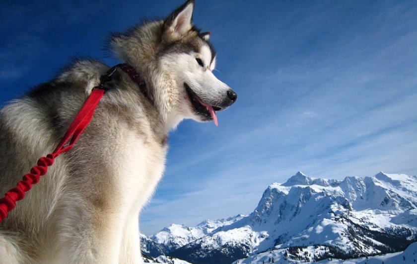 Аляскинский маламут