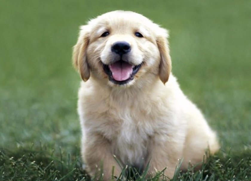 Золотистый ретривер