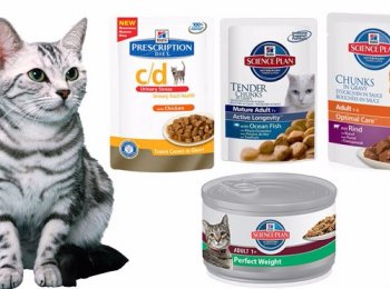 Как кормить кошек кормом Hills (Хиллс)