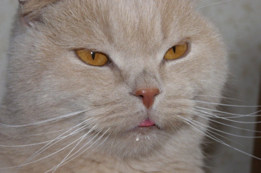 Обильное слюноотделение