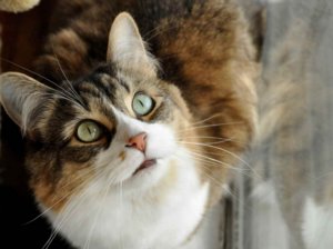 Обильное слюноотделение