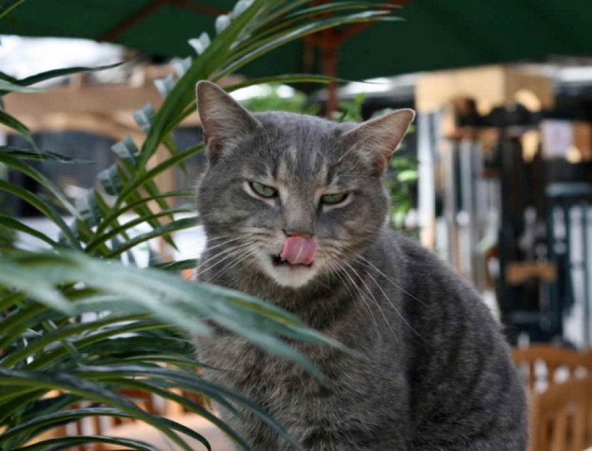 Обильное слюноотделение